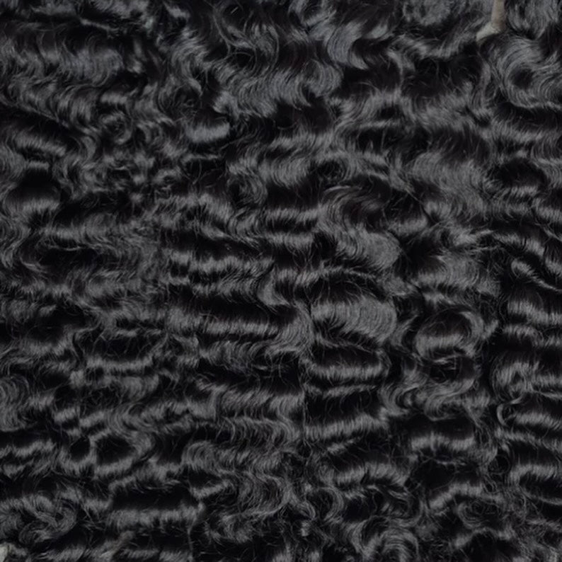 Premium Collection - Burmese Curl Bundle Deal